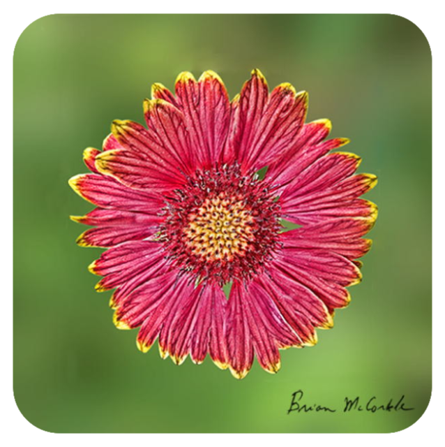 (image for) Red Tipped Coneflower
